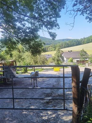 WhatsApp Image 2024-06-24 at 112504